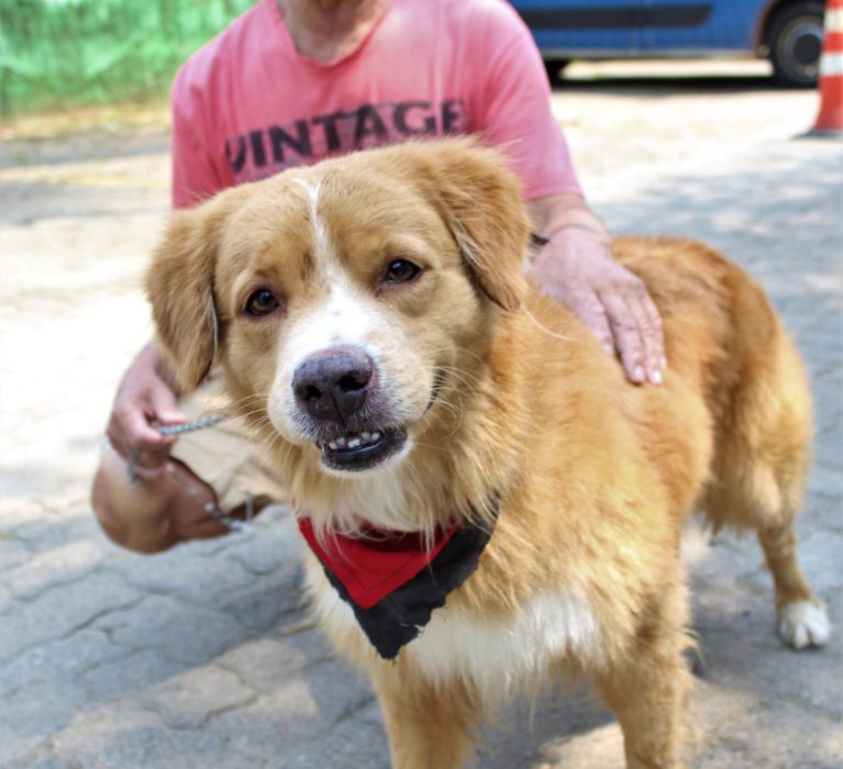 Japeri promove campanha de vacinação antirrábica neste sábado (25)