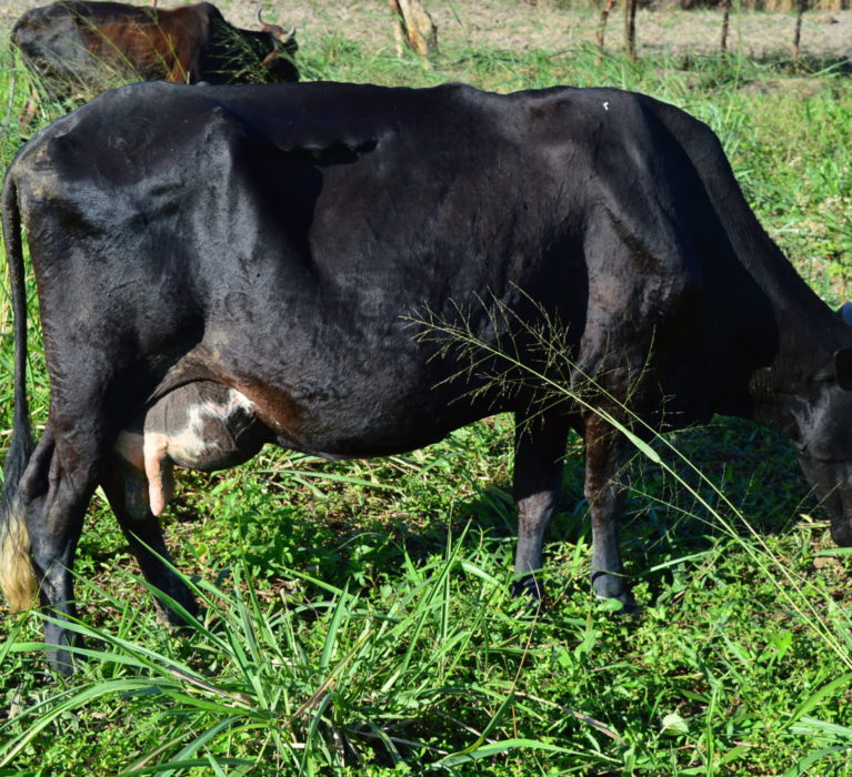 Produtores rurais de Japeri aderem ao pastejo rotacionado