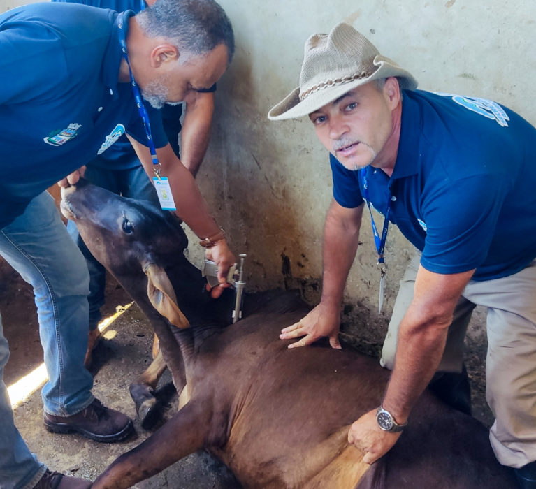 Campanha de Vacinação contra Febre Aftosa para bovinos e bubalinos continua em Japeri