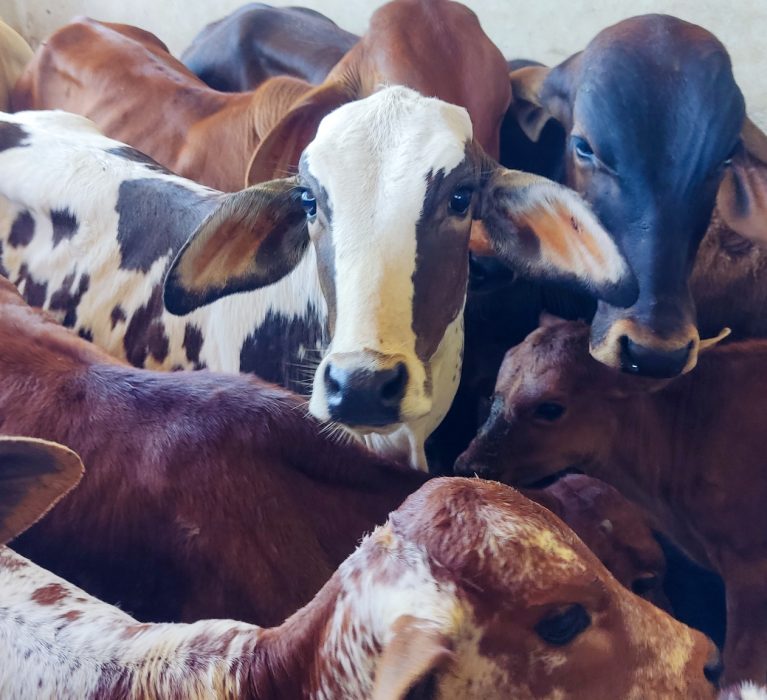 Japeri encerra campanha de vacinação contra a febre aftosa