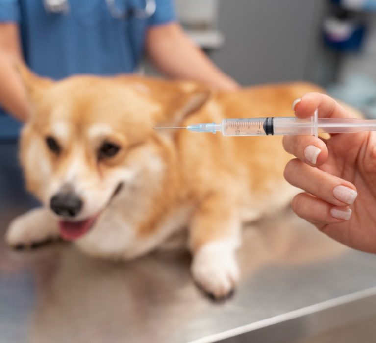 Japeri terá 35 pontos de vacinação antirrábica no próximo sábado (24)