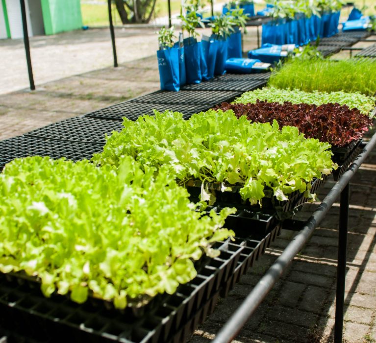 Meio ambiente de Japeri inicia inscrições para oficina de saberes agroecológicos 