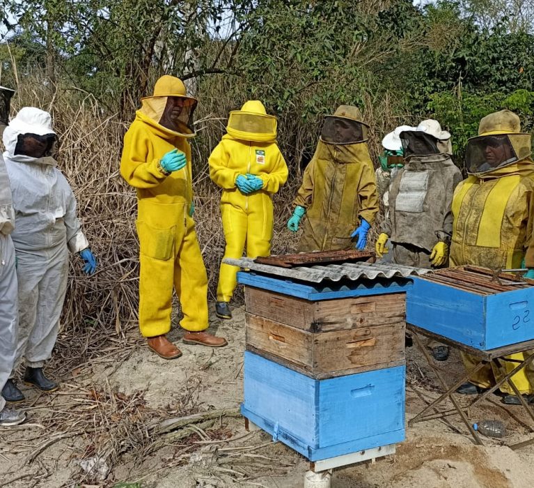 Prefeitura oferece capacitações gratuitas na área de produção de mel