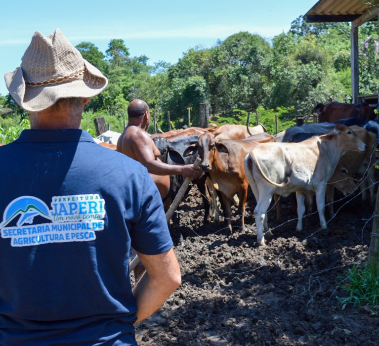 Japeri dá início a 2ª etapa de vacinação contra a febre aftosa