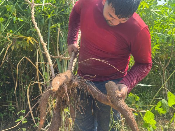 Agricultura familiar faz de Japeri referência na produção de aipim