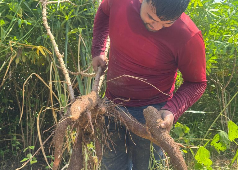 Agricultura familiar faz de Japeri referência na produção de aipim