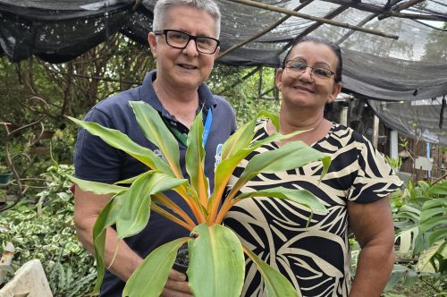 Cultivo de plantas ornamentais floresce como fonte de renda em Pedra Lisa, em Japeri